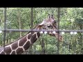 ヒナタ・リンゴ・ヒカリの日常生活です。This is the daily life of Hinata, Ringo, and Hikari.　　2022年 9月 13日 撮影　上野動物園　キリン