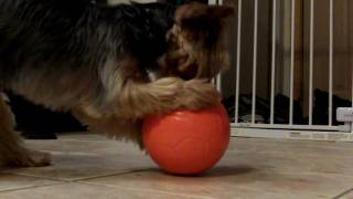 Dexter growling at his orange plastic ball pt2