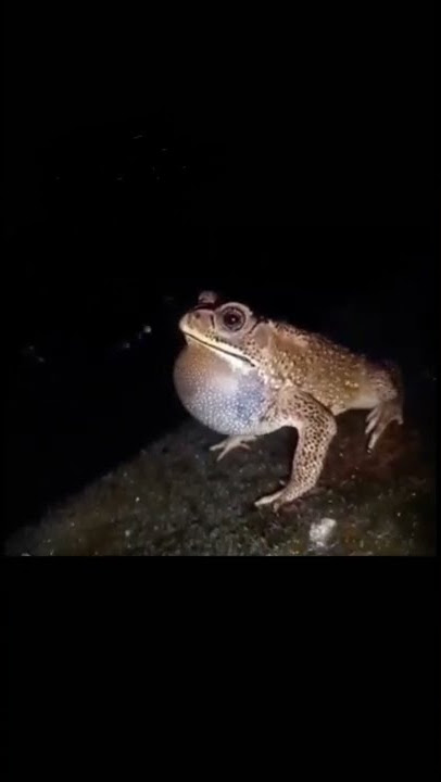 frog sound music||suara kodok original.