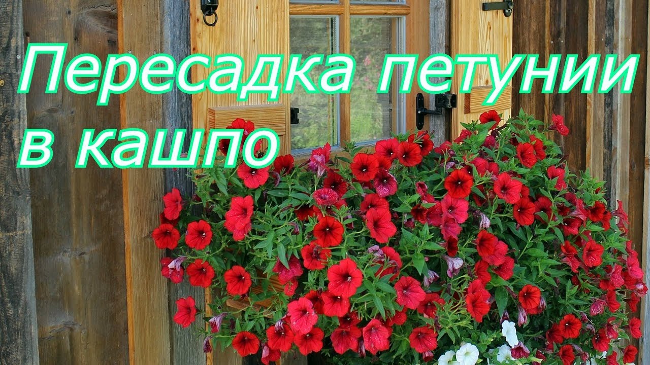 Пересадка петунии в кашпо