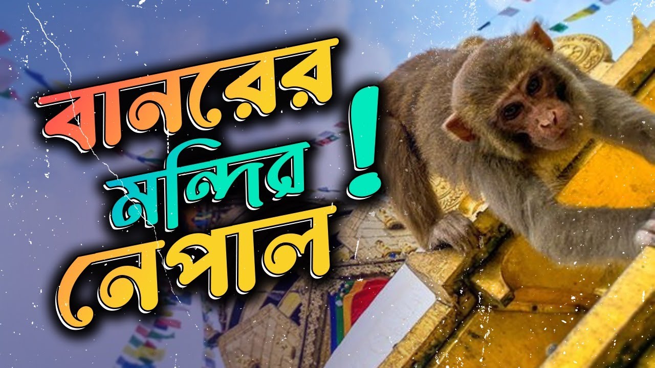 Monkey Eating Banana | Monkey Temple Kathmandu Nepal