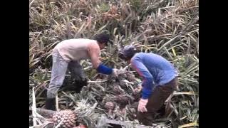New pala loe peyang original video( pokoke joget )