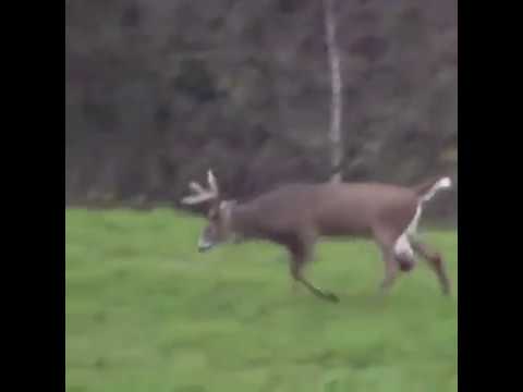 buck balls