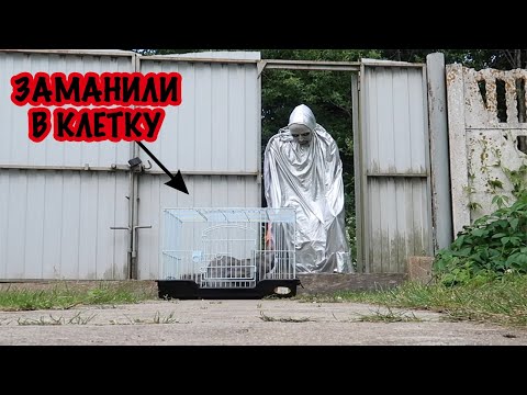 Видео: Призрак заманил в клетку кота без лапки | КОШАЧЬЯ ИСТОРИЯ УЖАСОВ 2 СЕЗОН 3 СЕРИЯ