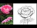 【牡丹・花】おしゃれで簡単なイラストの描き方