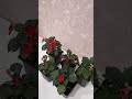 Рассада бальзамина (Impatiens) готова для переезда в сад