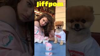 Most Followed Animals On Social Media - Jiffpom & Nala shorts