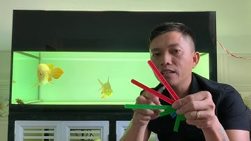 Cách cắt và dưỡng nang đuôi nang vây cá rồng. Lý do nang đuôi cá rồng nỗi cục mụn.