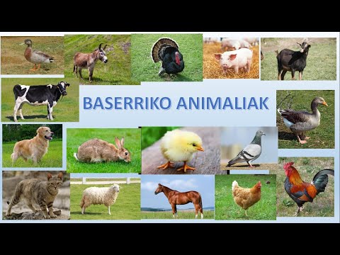 Baserriko animaliak