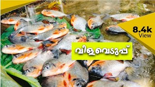 Nutter and thilopia harvesting in home pond, nutter, thiloppia#fishfarming #fishponds