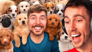Reacting To 'I Rescued 100 Abandoned Dogs!'