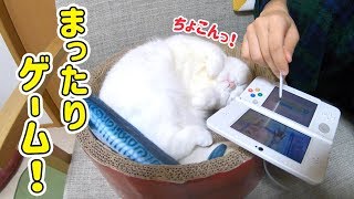 ゲームをする飼い主の隣で爆睡する猫の寝姿が可愛すぎた！起きたらタッチペンに襲いかかります！