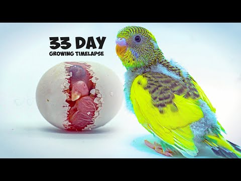 видео: Growing Budgerigar Babies | Growth Stages For 33 Days