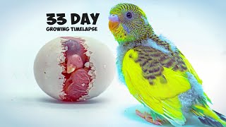 Growing Budgerigar Babies | Growth Stages For 33 Days screenshot 3