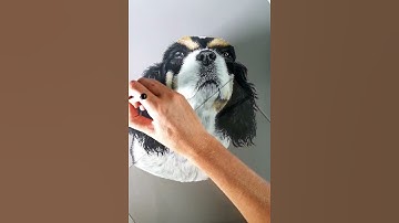 Timelapse video pastel drawing pet portrait dog. Cavalier King Charles Spaniel speed fast draw