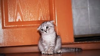 Видео с кошками приколы!Когда ругают кошек! Видео с кошками приколы!Когда ругают кошек!