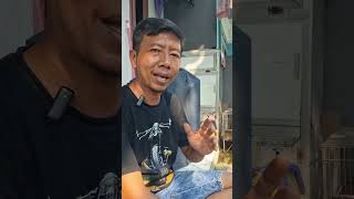 set harian cucak ijo over emosi #joyjambul