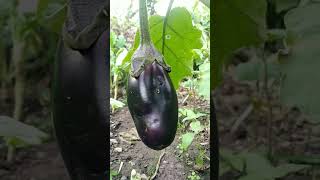 Desi Cheezain Ghrelo