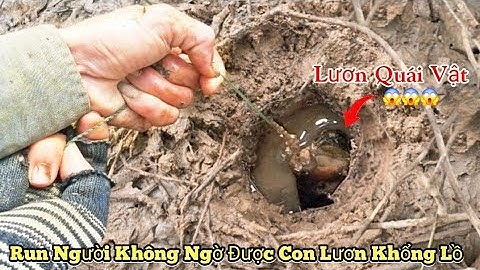 Câu lươn sông_Run người..Đụng phải con lươn quái vật_Không ngờ cái hang luôn_tập1005//Giant eels