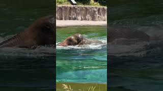 Asian Elephant Loves The Pool 