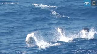 Southern Right Whale Dolphins | Antarctica | Lindblad Expeditions-National Geographic