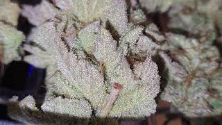 lemon cheese glookies dry wet