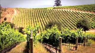 Grape Production Using Drip Irrigation