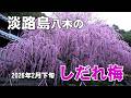 びっくり！見事！　淡路島 八木の　「しだれ梅 2026 」＃梅の木　＃しだれ梅　＃淡路島