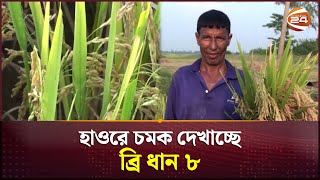 হাওরে কৃষকের মুখে হাসি ফুটিয়েছে ব্রি হাইব্রিড ধান ৮ | BRRI Hybrid 8 | Channel 24