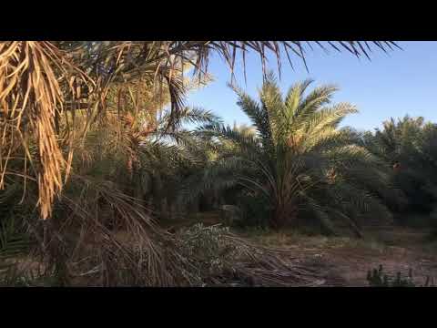 مزرعة بنخيل وأشجار للايجار السنوي