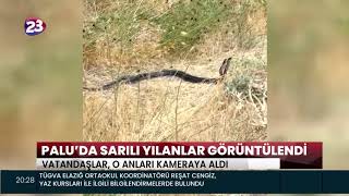 Paluda Sarili Yilanlar Görüntülendi̇