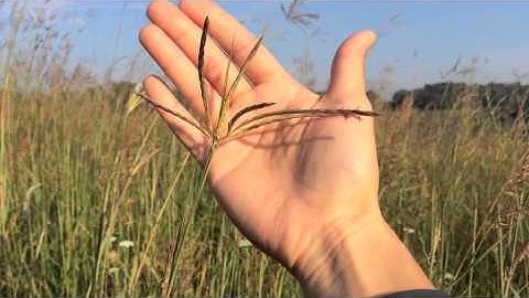 Big Bluestem Grass on the Prairie Orchard Aug.16, 2014