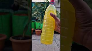 How to Get Rid of Mealy Bugs Naturally 🌿🐛 #plantcare #pestcontrol #homegarden #ytshorts #mealybugs