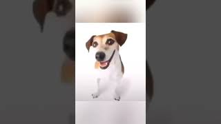 Stock image dog 😃😃 #shorts #funny #dogs #pets #animals