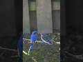 💙The love and patience of bluebirds parents,...just beautiful. 💙🌿#birds #nature #asmr #shorts