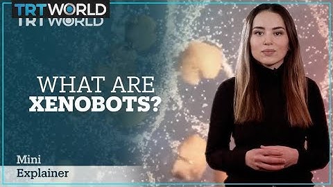 Xenobots explained