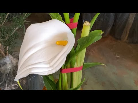 Видео: Декоративни Растения И Цветя