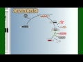 Photosynthesis Part 4: The Calvin Cycle