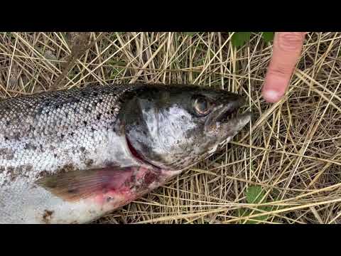 Possession of Atlantic Salmon Ganaraska River Port Hope September 16, 2022