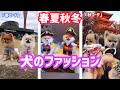 【ファッション】春夏秋冬の犬コーデ