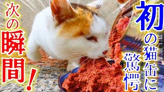 驚愕警戒する空腹野良猫に初の猫缶を与えたら・・・