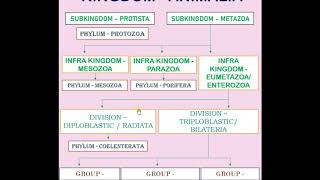 KINGDOM ANIMALIA : - CLASSIFICATION CHART