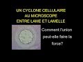 Cyclone cellulaire sous un microscope - FIV Ascidies - Kempf - Lycée de l'Elorn Mp3 Song