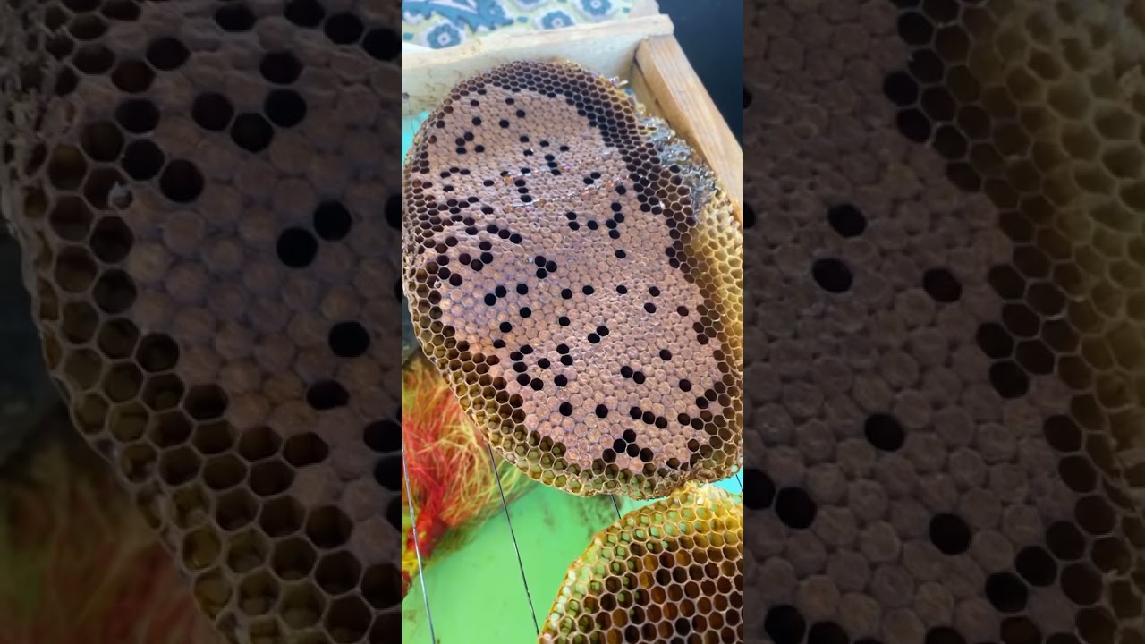 تحويل النحل من الاعواد الى الخلايا الحديثه