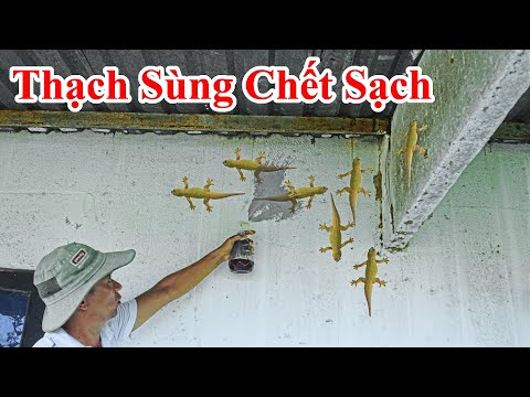 Video Từ Nay Sẽ Không Còn 1 Còn Thạch Sùng Nào Dám Ở Trong... - youtube