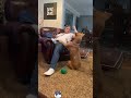 Funny Animal Compilation #foryou #shorts