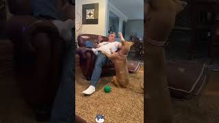 Funny Animal Compilation #foryou #shorts