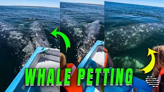 Boaters Pet Friendly Mother and Calf Whale