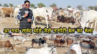 सफेद घोड़े से खूबसूरत नागौरी बैल का मेला/ रेस में सबसे आगे Nagaur Cattle Fair 2024 नागौर पशु