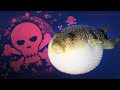 10 Most Poisonous Fish in the World | Fact Buzz